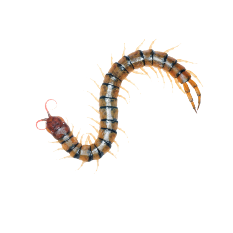 Centipede png background