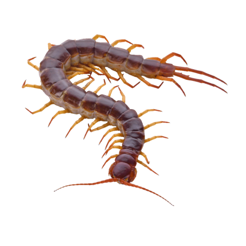 Centipede png free