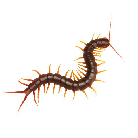 Centipede png download
