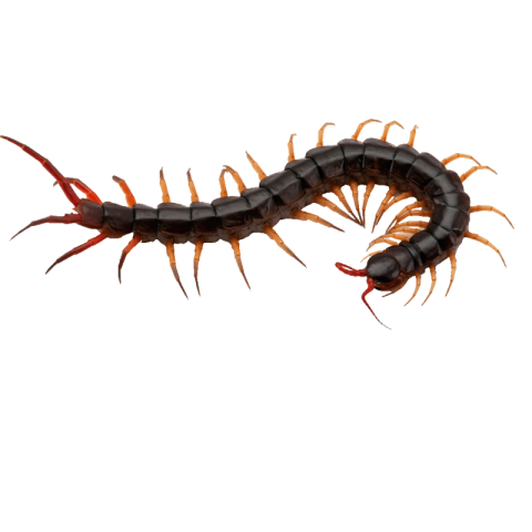 Centipede png transparent free