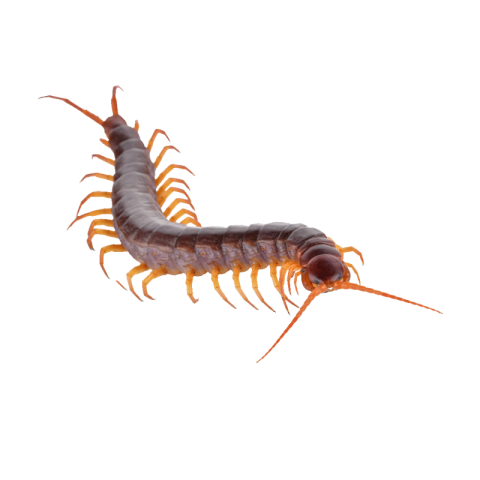 Centipede png transparent background