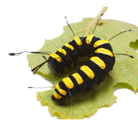 Caterpillar png