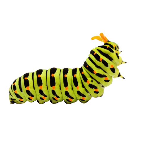 Caterpillar png transparent
