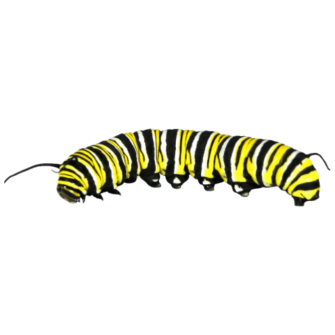 Caterpillar PNG Black and White