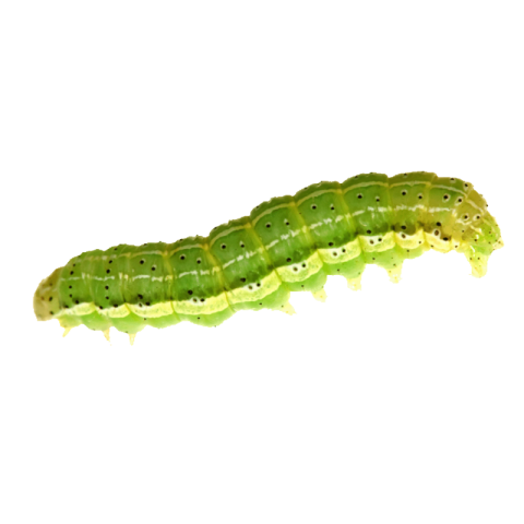 Caterpillar png background