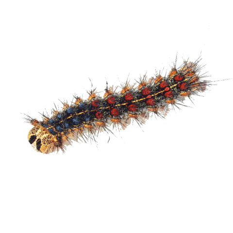 Caterpillar png free download