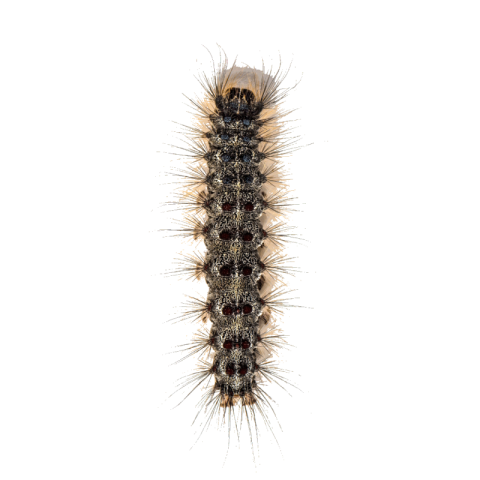 Caterpillar png transparent free