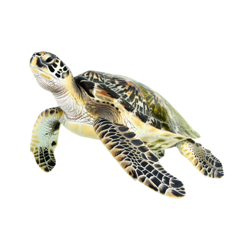 Turtle png