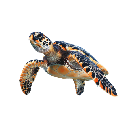 Sea turtle png