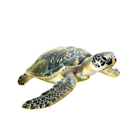 Turtle png transparent