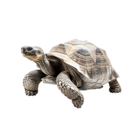 Cute turtle png