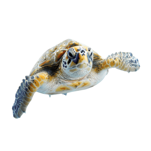 Baby turtle png