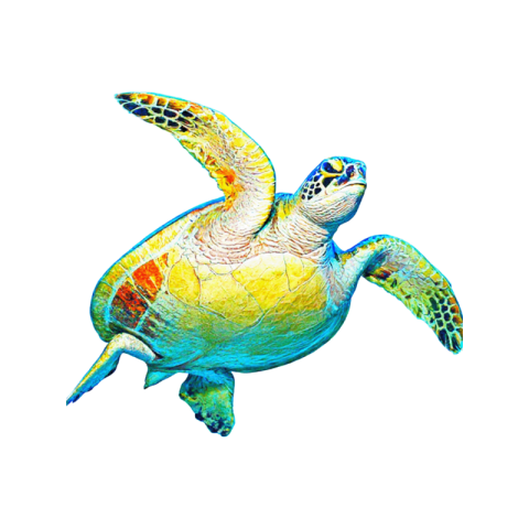 Transparent background sea turtle png