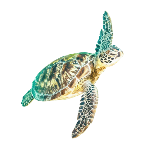 Cute sea turtle png