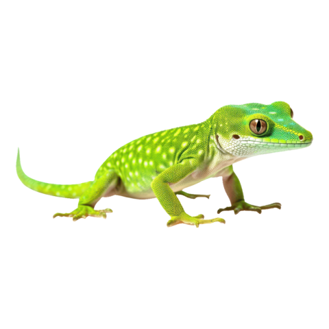 Lizard png transparent