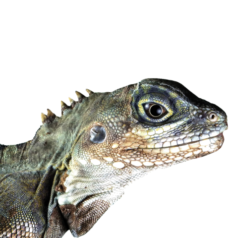 Lizard png black and white