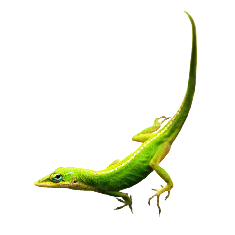Lizard png images