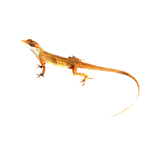 Lizard png transparent image download