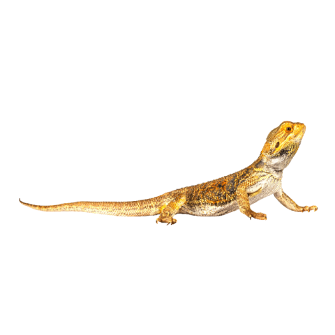 Lizard PNG Transparent Images Free Download