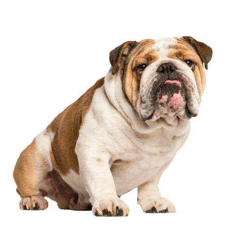 Bulldog png