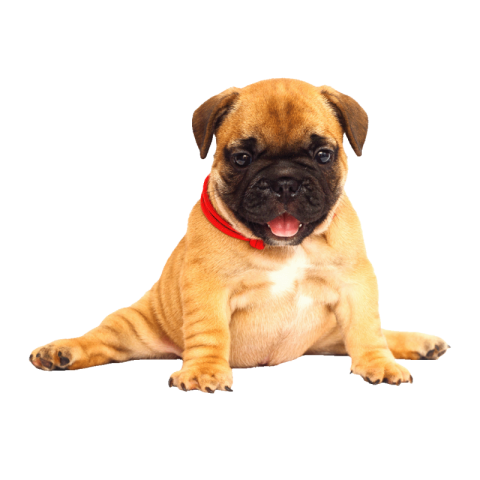 Bulldog png free
