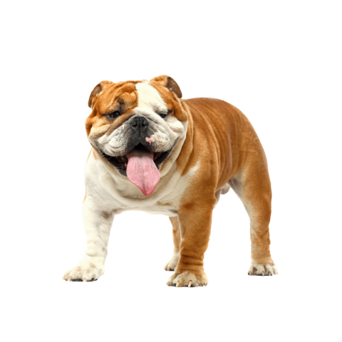 Bulldog png download