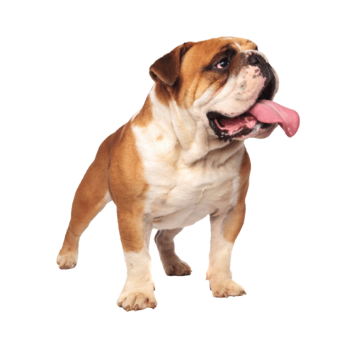 Bulldog png transparent