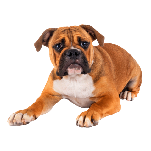 Bulldog png transparent free