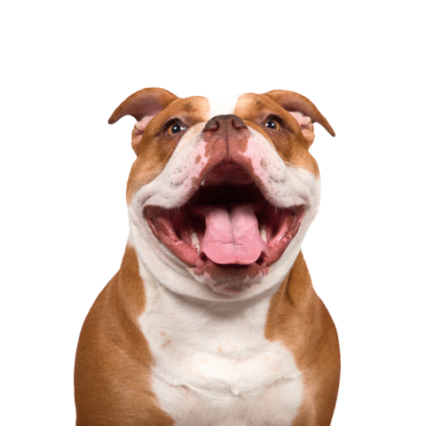 Bulldog png transparent background