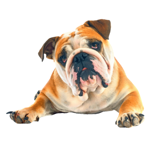 Bulldog png transparent free download