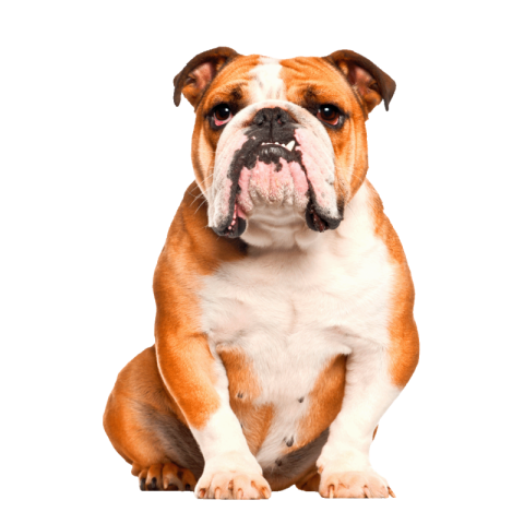 Bulldog png transparent download