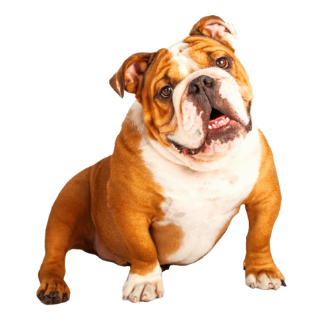 Bulldog PNG transparent image download