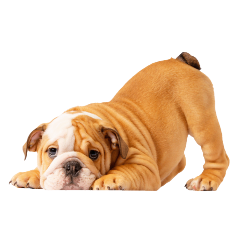 Bulldog PNG Images