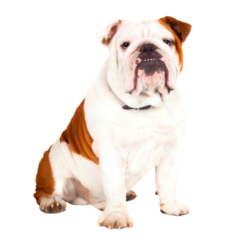 Bulldog PNG Transparent Images Free Download