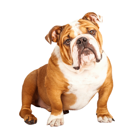 Bulldog png transparent free download