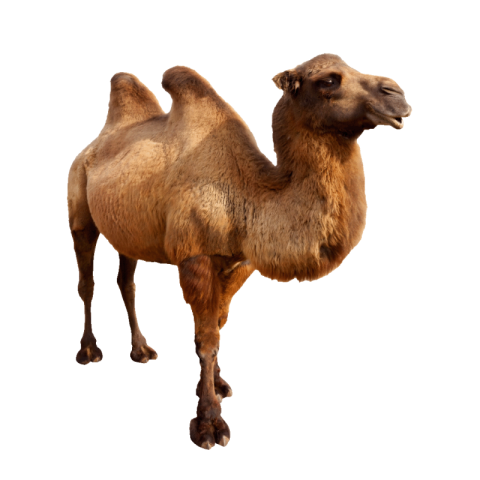 Camel png hd