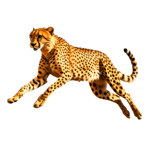 Cheetah png