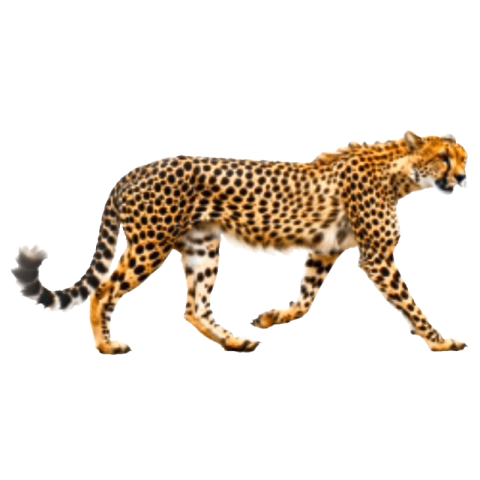 Cheetah png free download