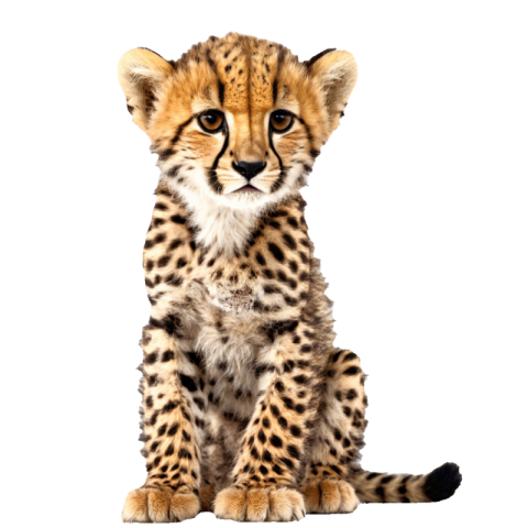 Cute cheetah images