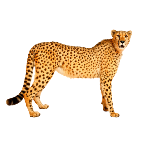 Cheetah png free download transparent