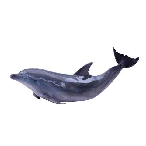 Cute dolphin png