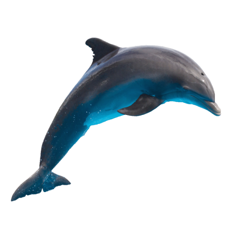 Dolphin png background