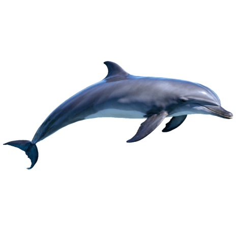 Dolphin png transparent free