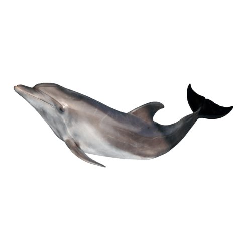 Dolphin png transparent free download