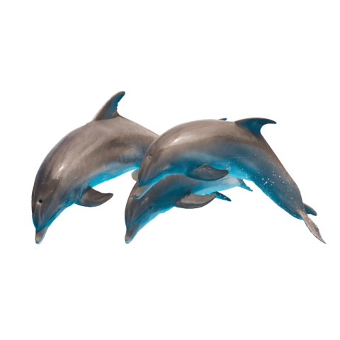 Dolphin png transparent download