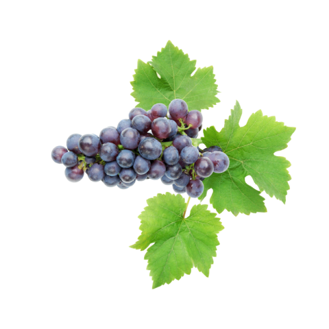 Black grapes png transparent