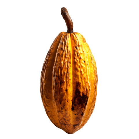 Cacao png