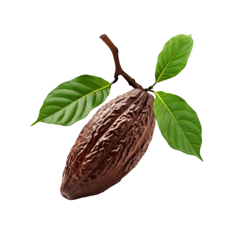 Cacao png background