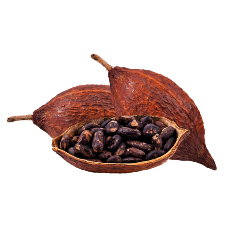 Cacao png images