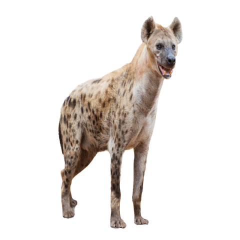 Hyena png transparent